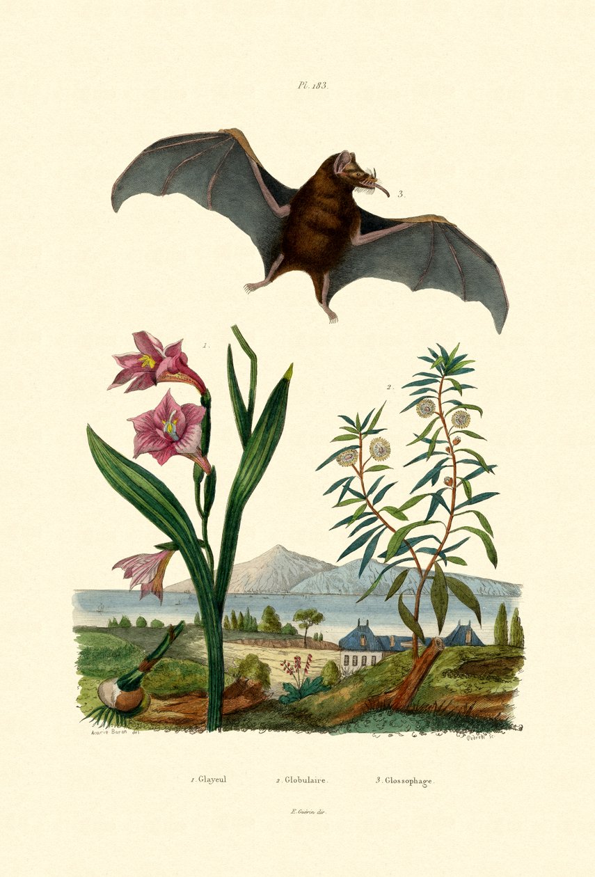 唐菖蒲，1833-39 作者 法语学校