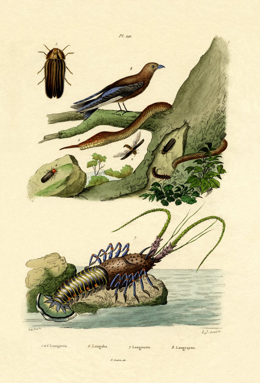 Glimworm，1833-39 作者 法语学校
