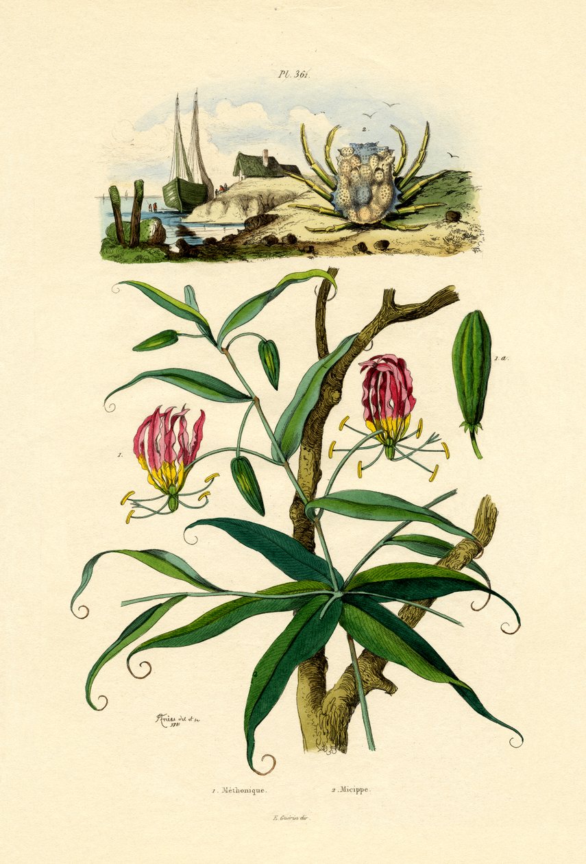 光荣的莉莉，1833-39 作者 法语学校