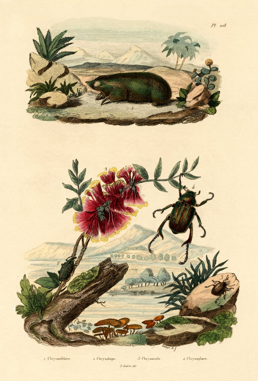 金鼹鼠，1833-39 作者 法语学校