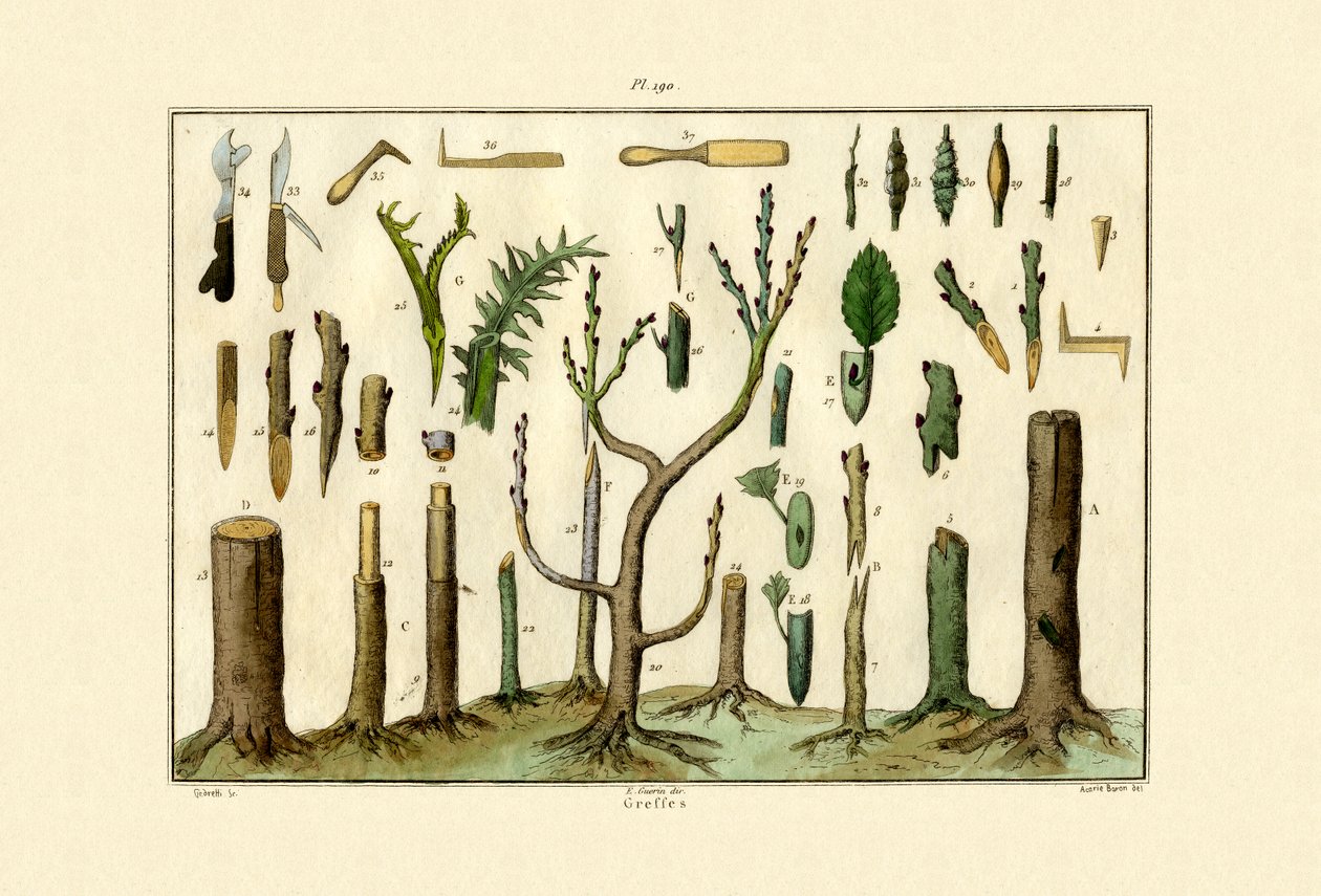 嫁接，1833-39 作者 法语学校