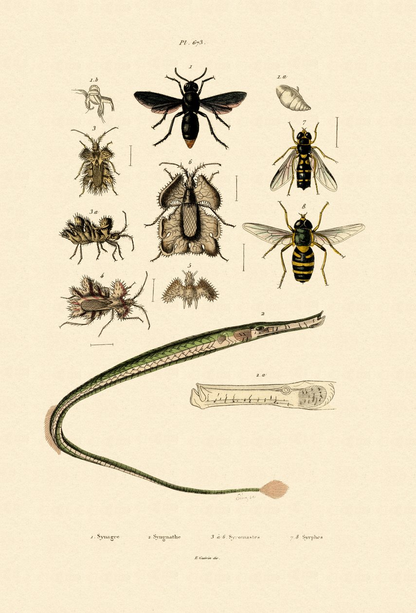 Great Pipefish，1833-39 作者 法语学校