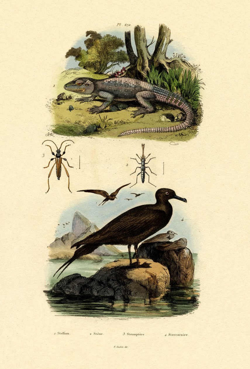 Great Skua，1833-39 作者 法语学校
