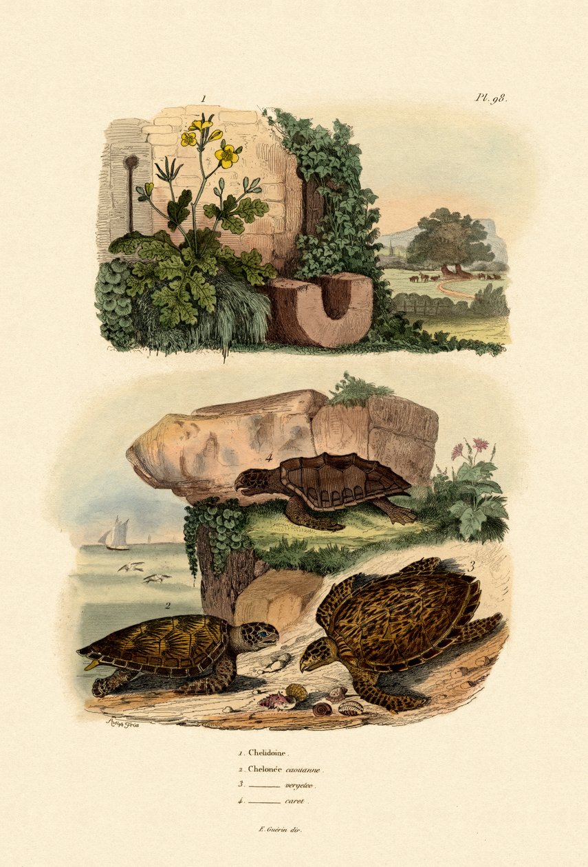 大白兰地，1833-39 作者 法语学校