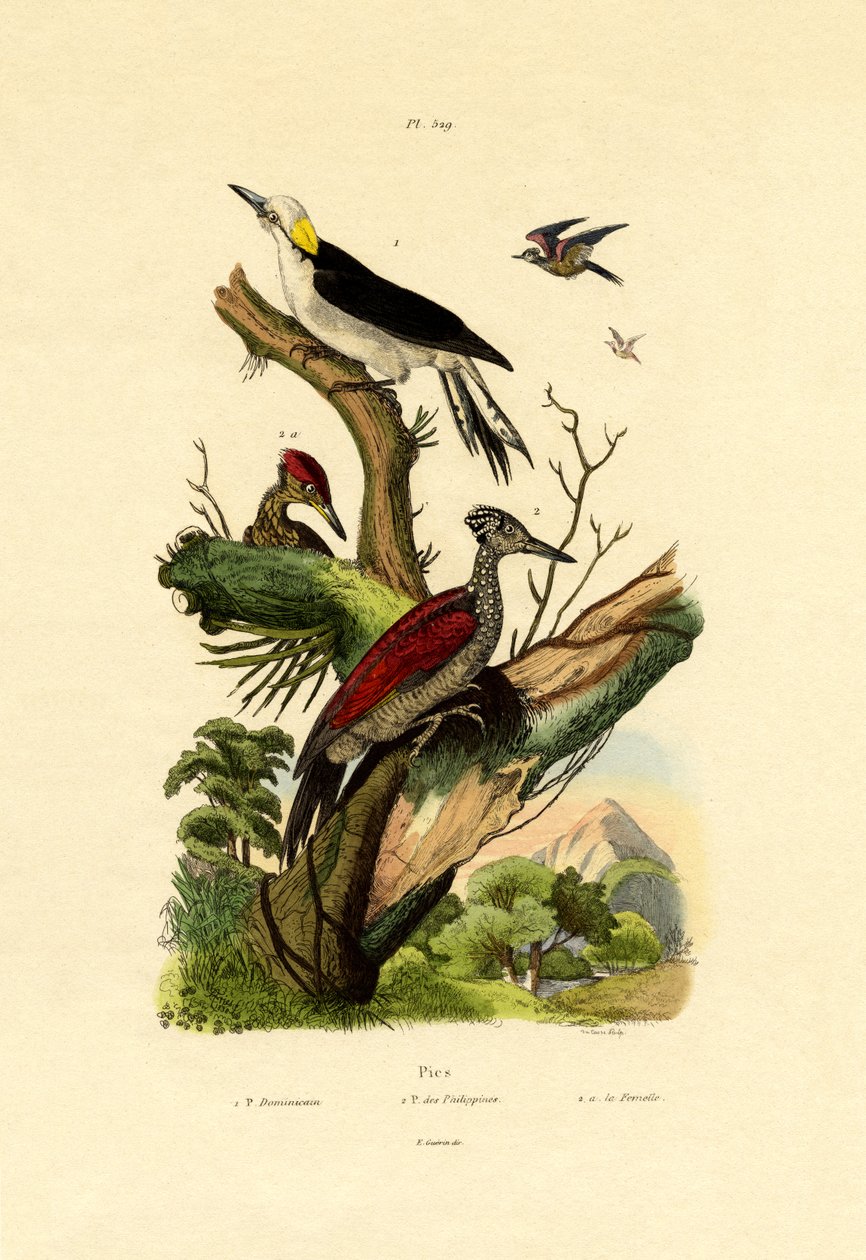 更多烈火，1833-39 作者 法语学校