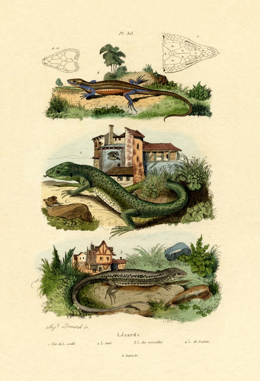 绿蜥蜴，1833-39 作者 法语学校