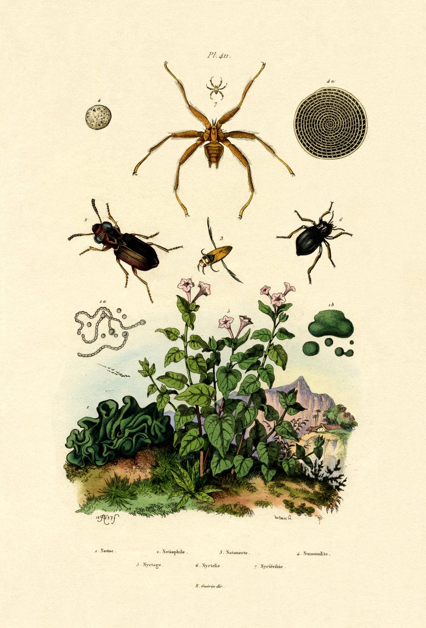 Ground Beetle，1833-39 作者 法语学校