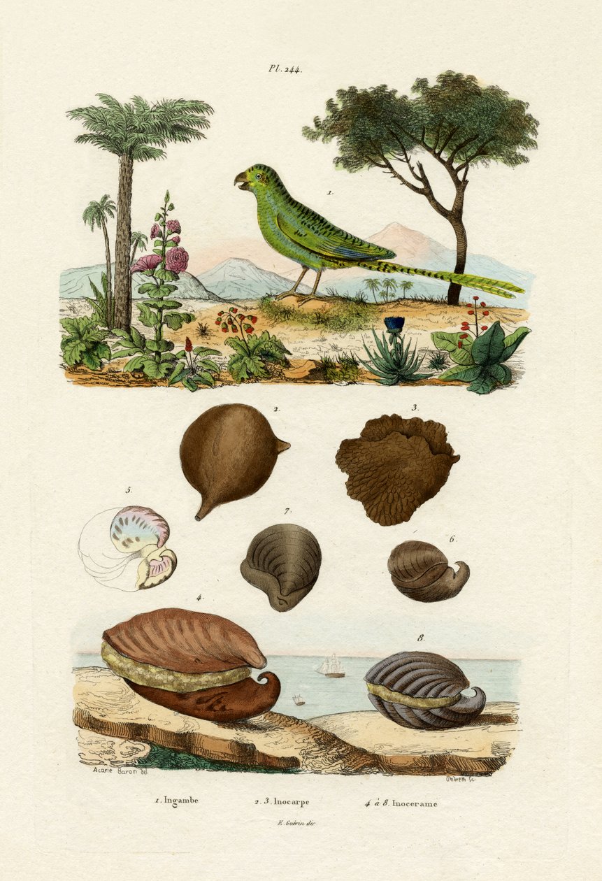 地面鹦鹉，1833-39 作者 法语学校