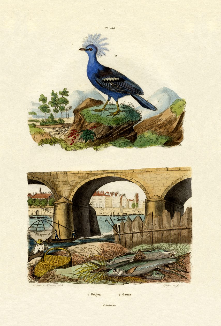 Gudgeon，1833-39 作者 法语学校