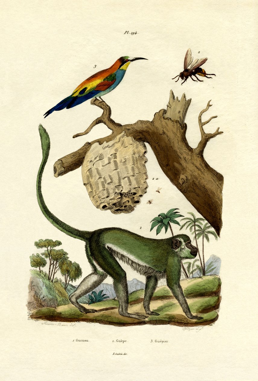 Guenon，1833-39 作者 法语学校
