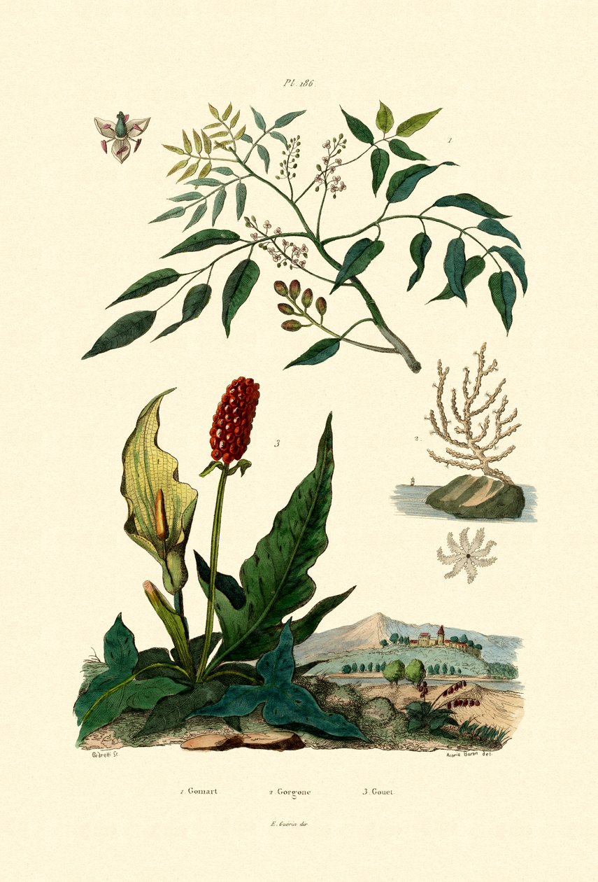 Gumbo Limbo，1833-39 作者 法语学校