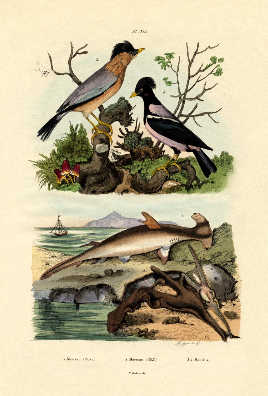Hammerhead Shark，1833-39 作者 法语学校