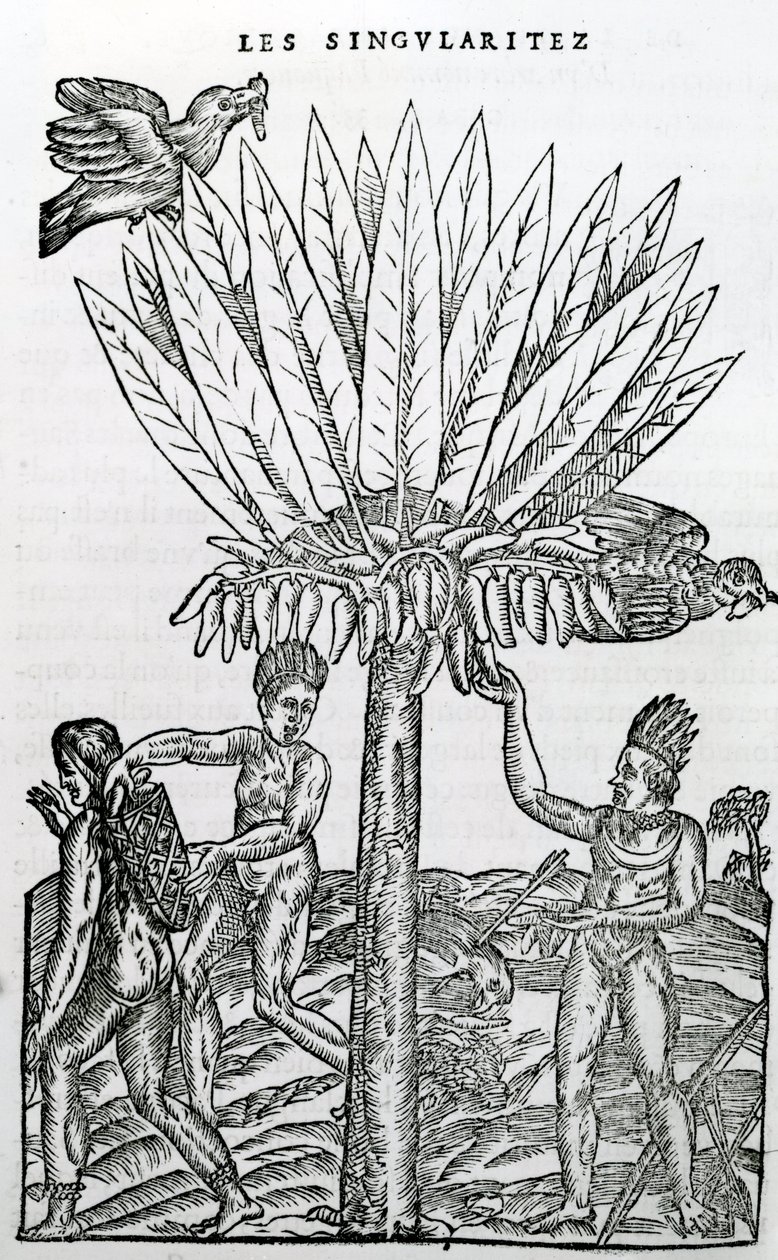 收获，来自法国南极奇点的插图，作者：Andre de Thevet，1558年 作者 法语学校