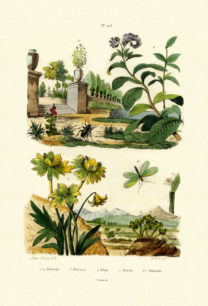 Heliotrope，1833-39 作者 法语学校