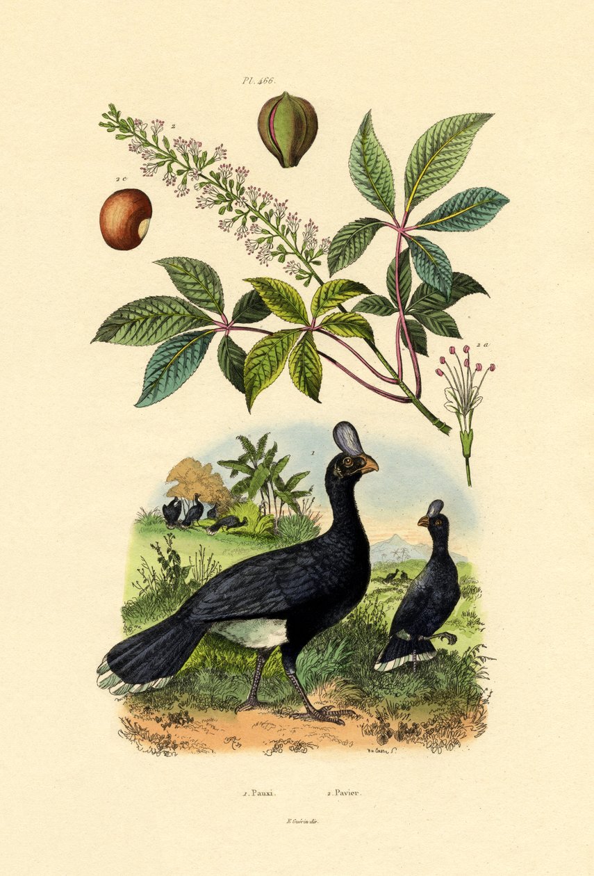 头盔Curassow，1833-39 作者 法语学校