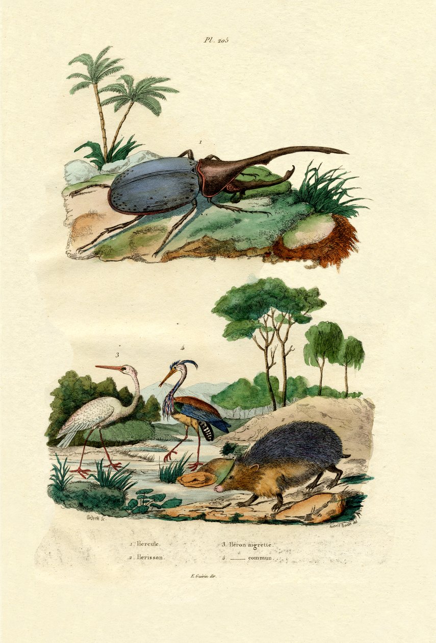 赫拉克勒斯甲虫，1833年至1939年 作者 法语学校