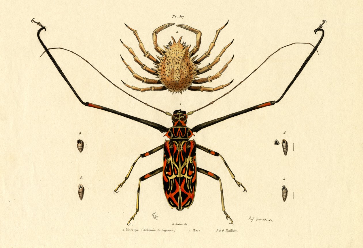 Herlequin Beetle，1833-39 作者 法语学校