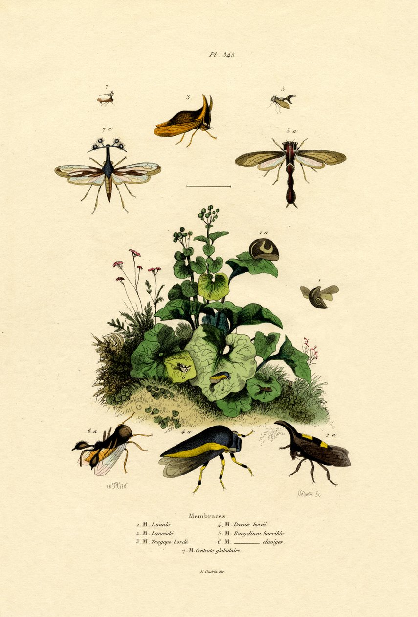 同翅目，1833-39 作者 法语学校