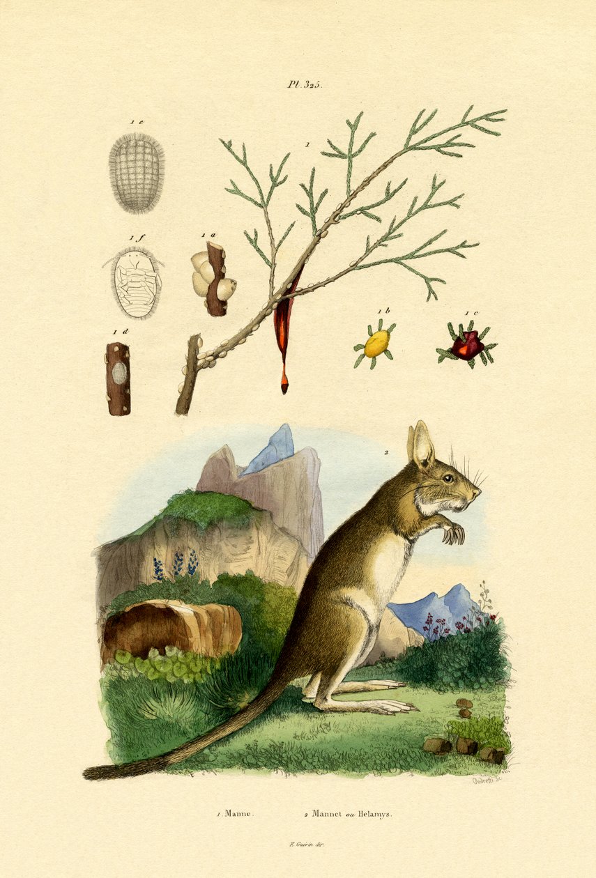 蜜露，1833-39 作者 法语学校