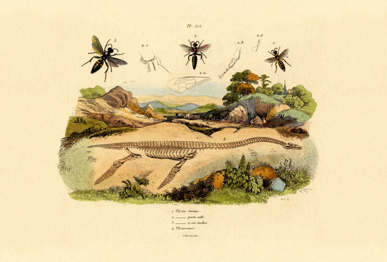 大黄蜂，1833年至1939年 作者 法语学校
