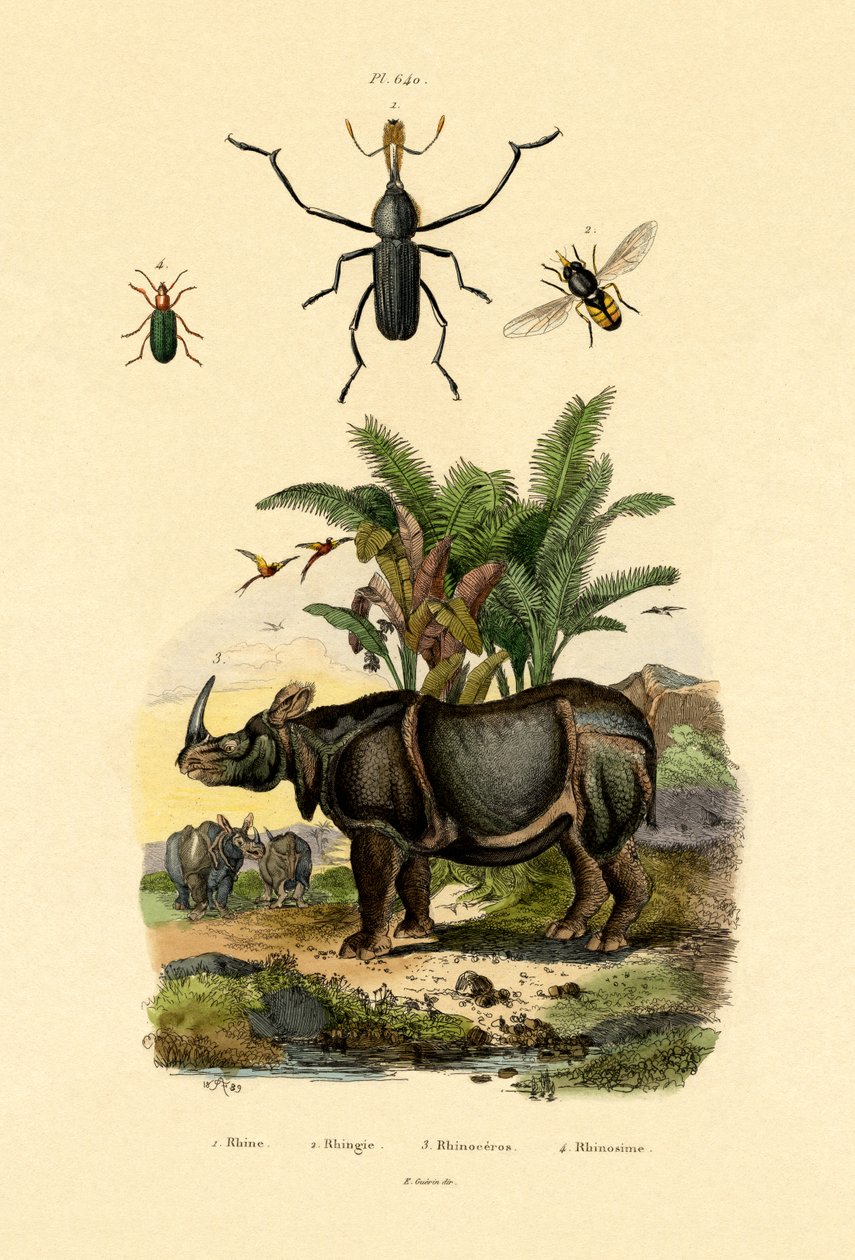 Hoverfly，1833-39 作者 法语学校