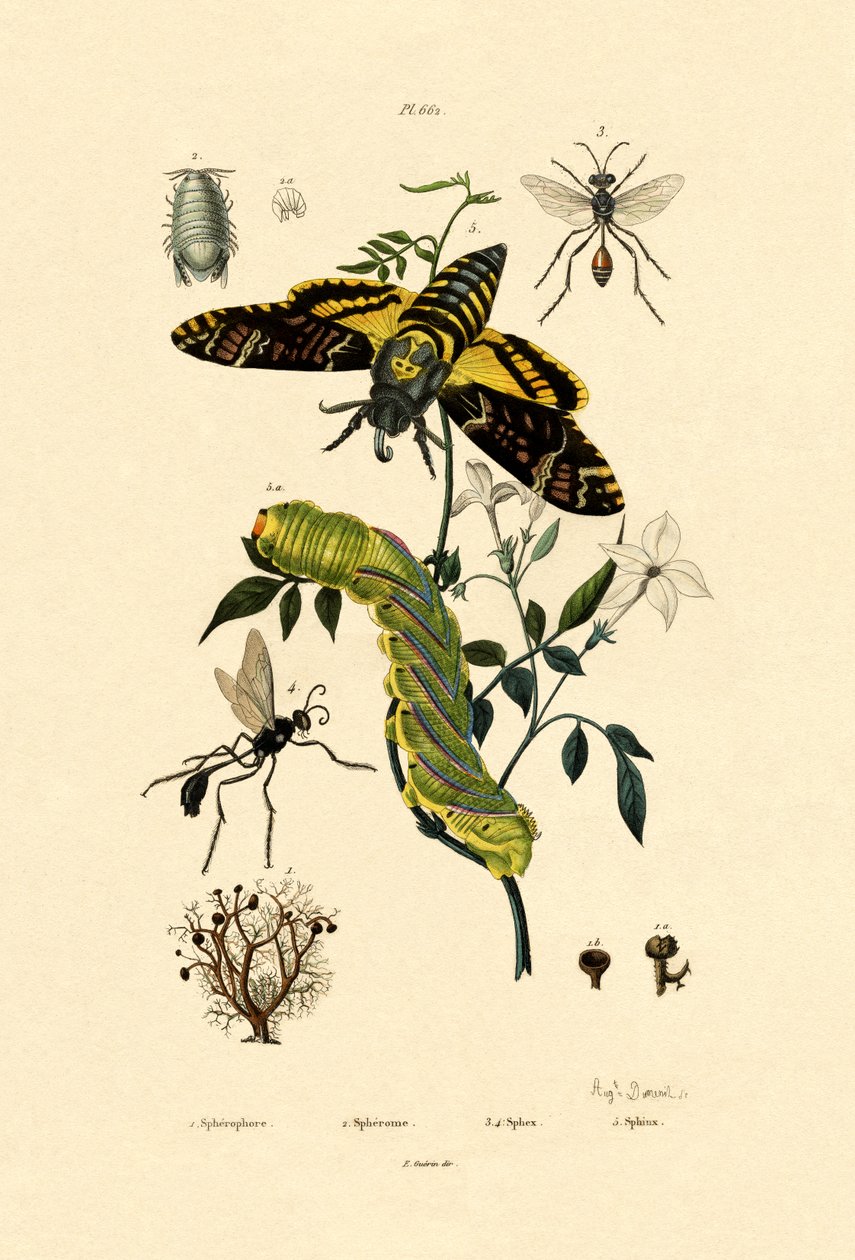 Hoverfly，1833-39 作者 法语学校
