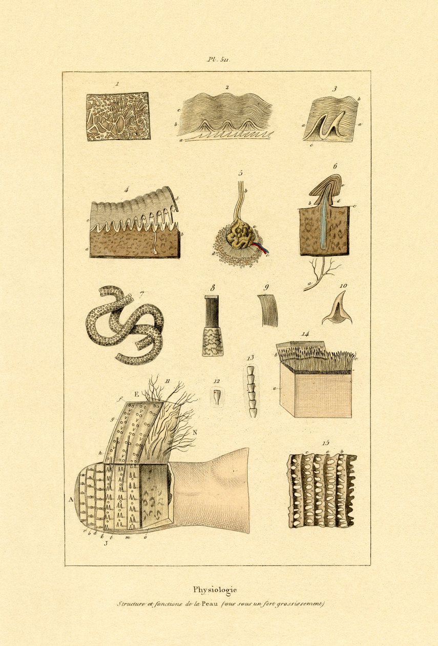 人体皮肤，1833-39 作者 法语学校