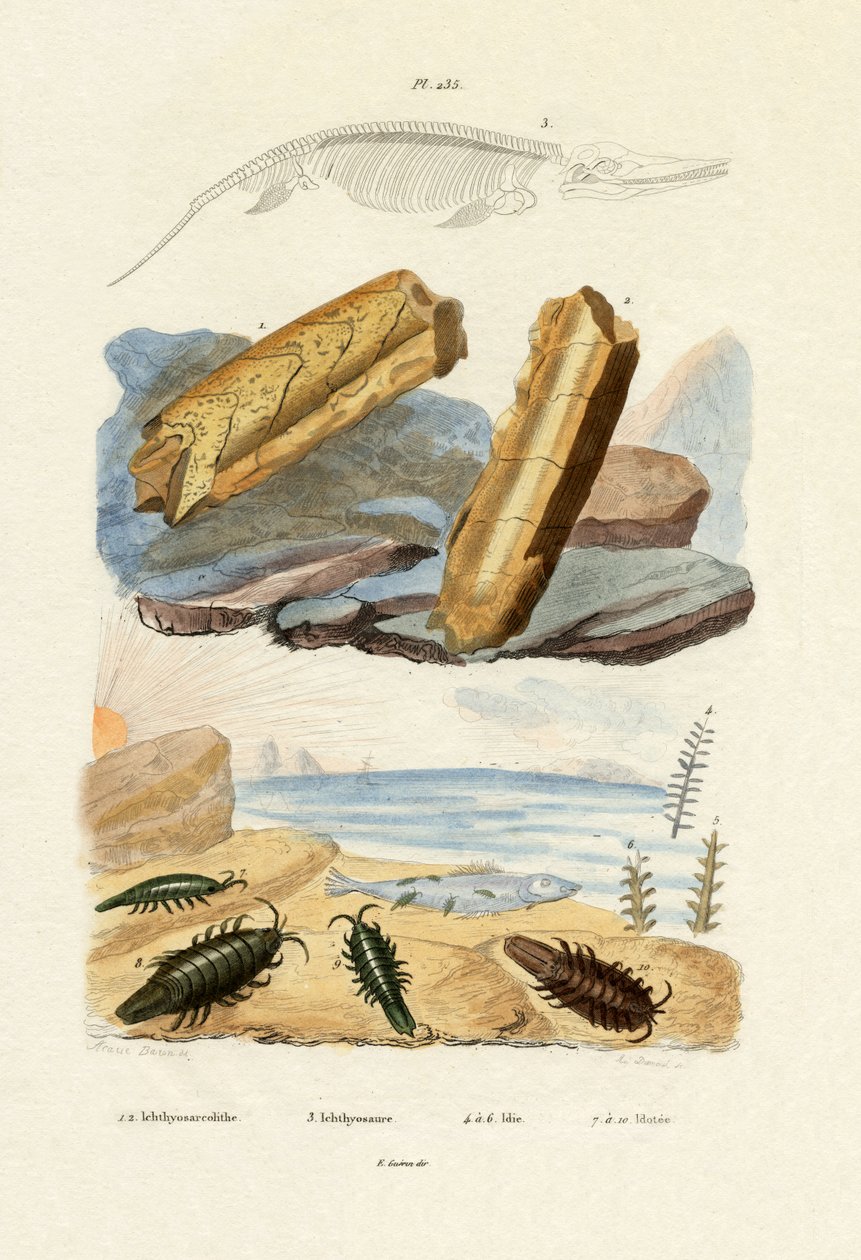 Ichtyosaurus，1833-39 作者 法语学校