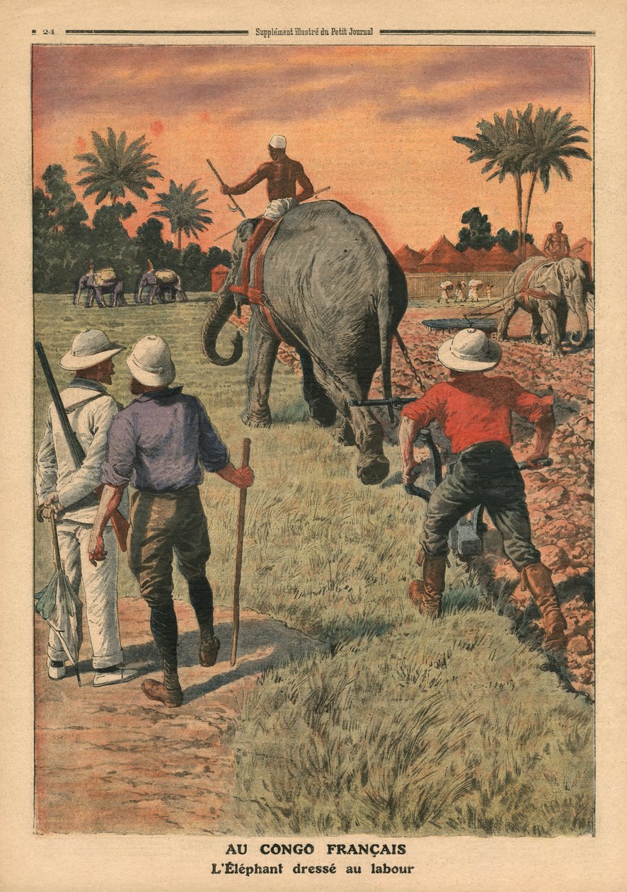 在法国刚果，大象训练犁，从&39;Le Petit Journal&39;插图，补充illustre，1911年1月15日 作者 法语学校