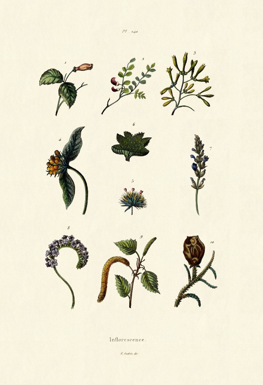 花序，1833-39 作者 法语学校
