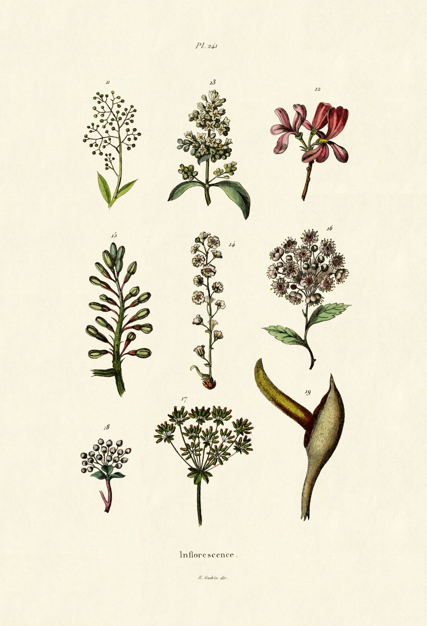 花序，1833-39 作者 法语学校