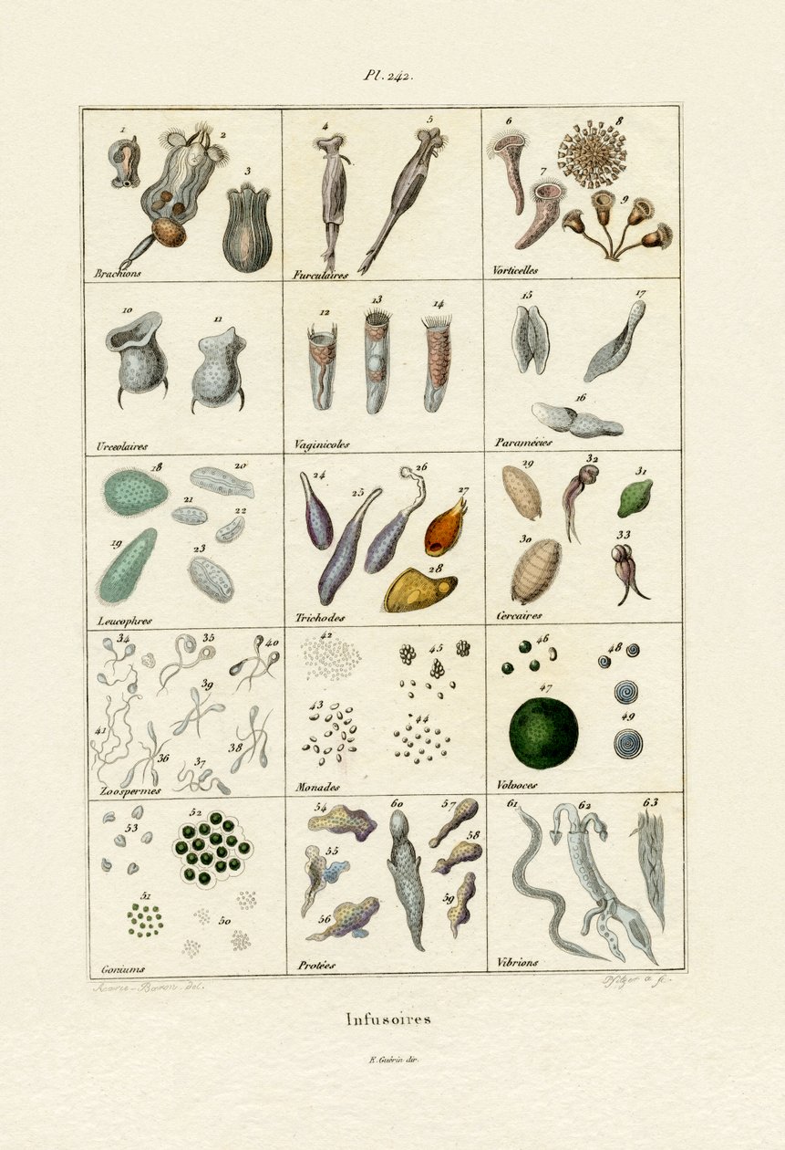 Infusoria，1833-39 作者 法语学校