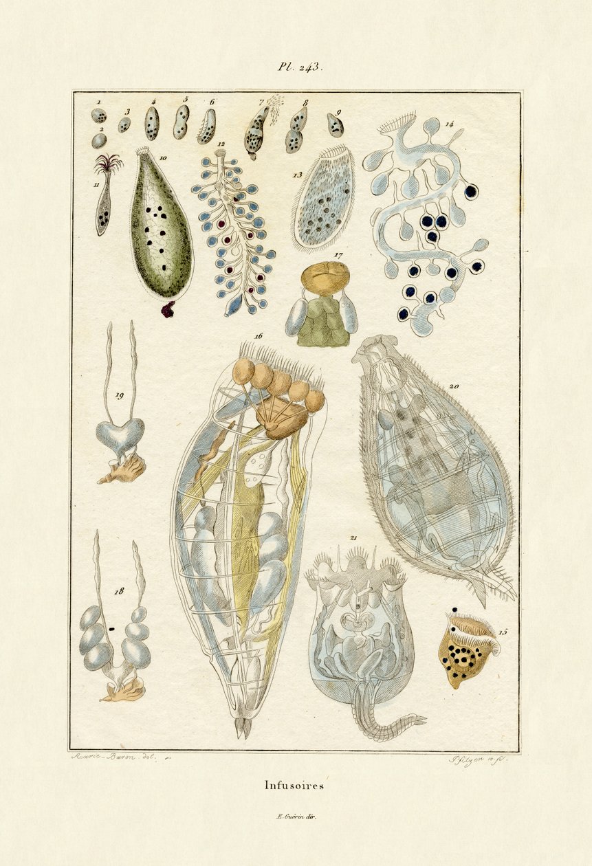 Infusoria，1833-39 作者 法语学校