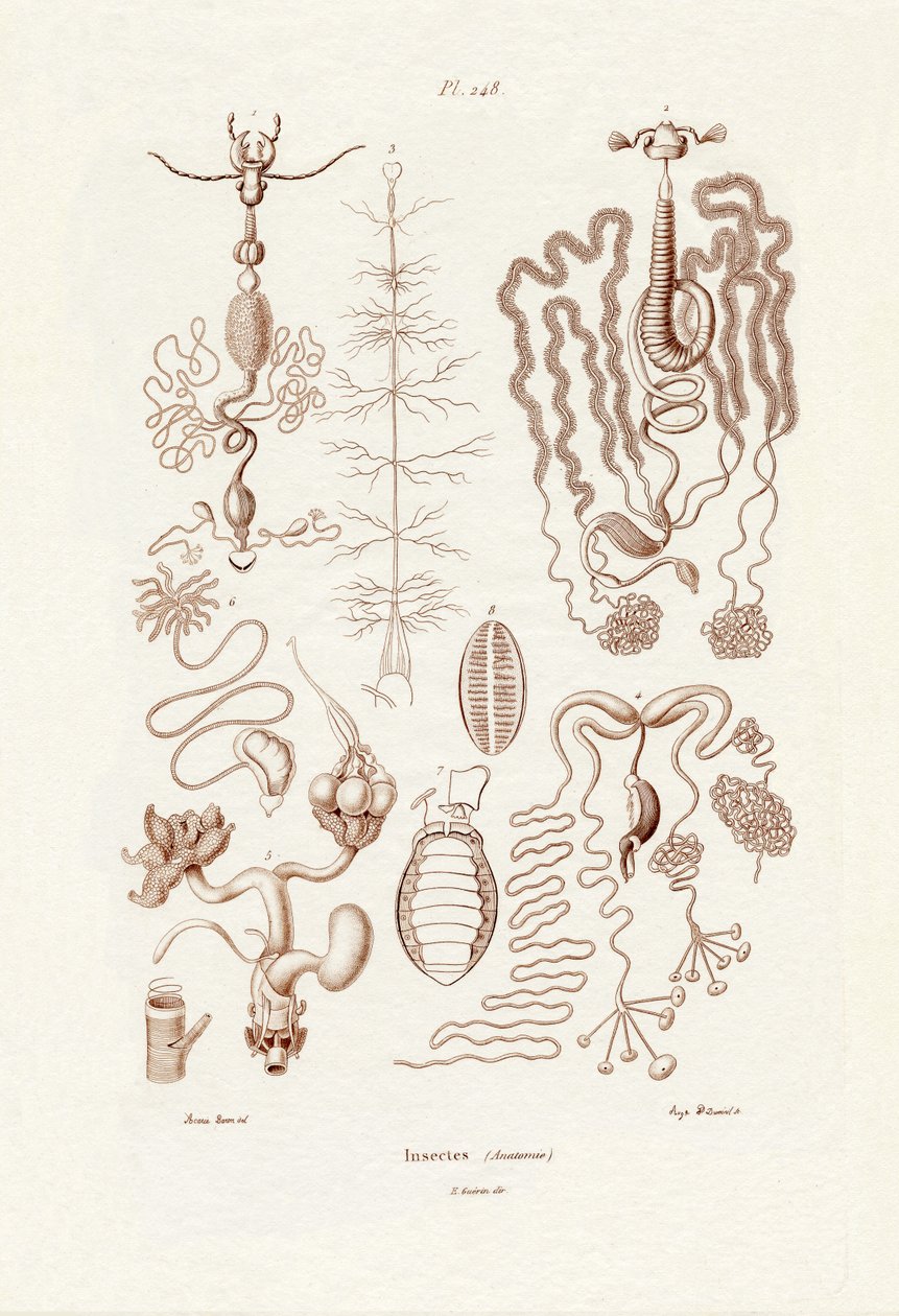 昆虫，1833-39 作者 法语学校