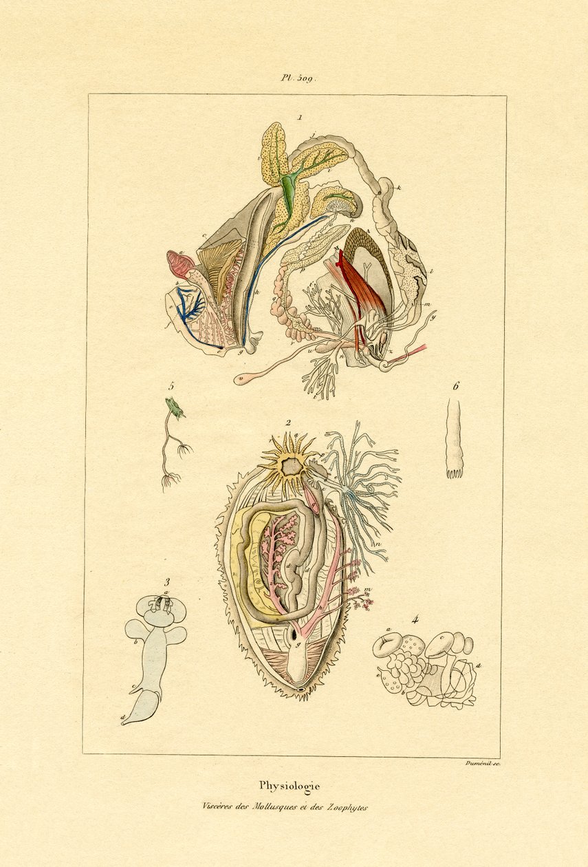 肠子，1833-39 作者 法语学校