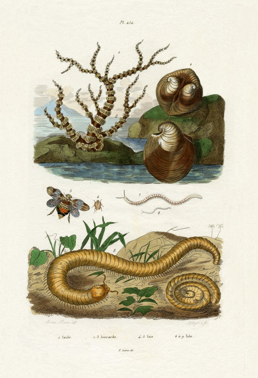 Isis Coral，1833-39 作者 法语学校