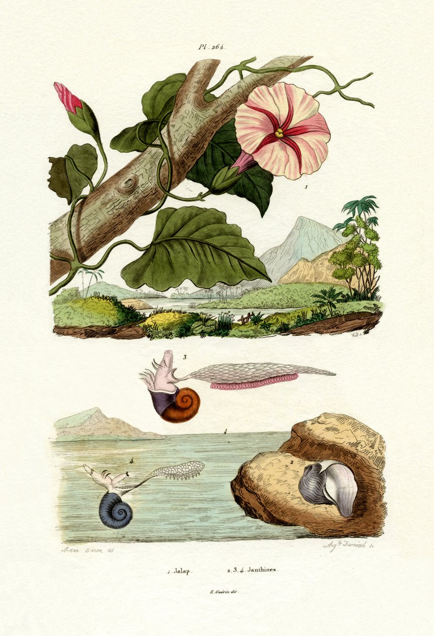 Jalap，1833-39 作者 法语学校