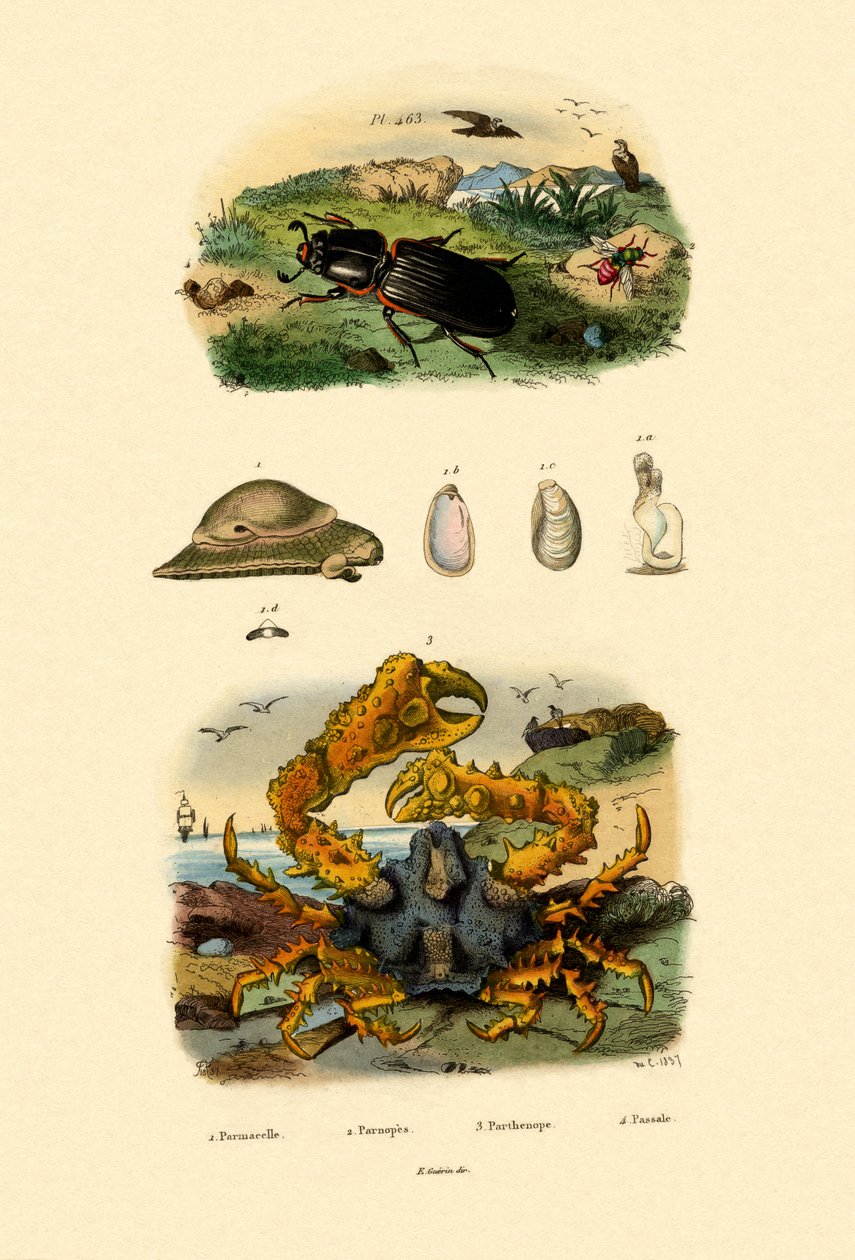 宝石黄蜂，1833-39 作者 法语学校
