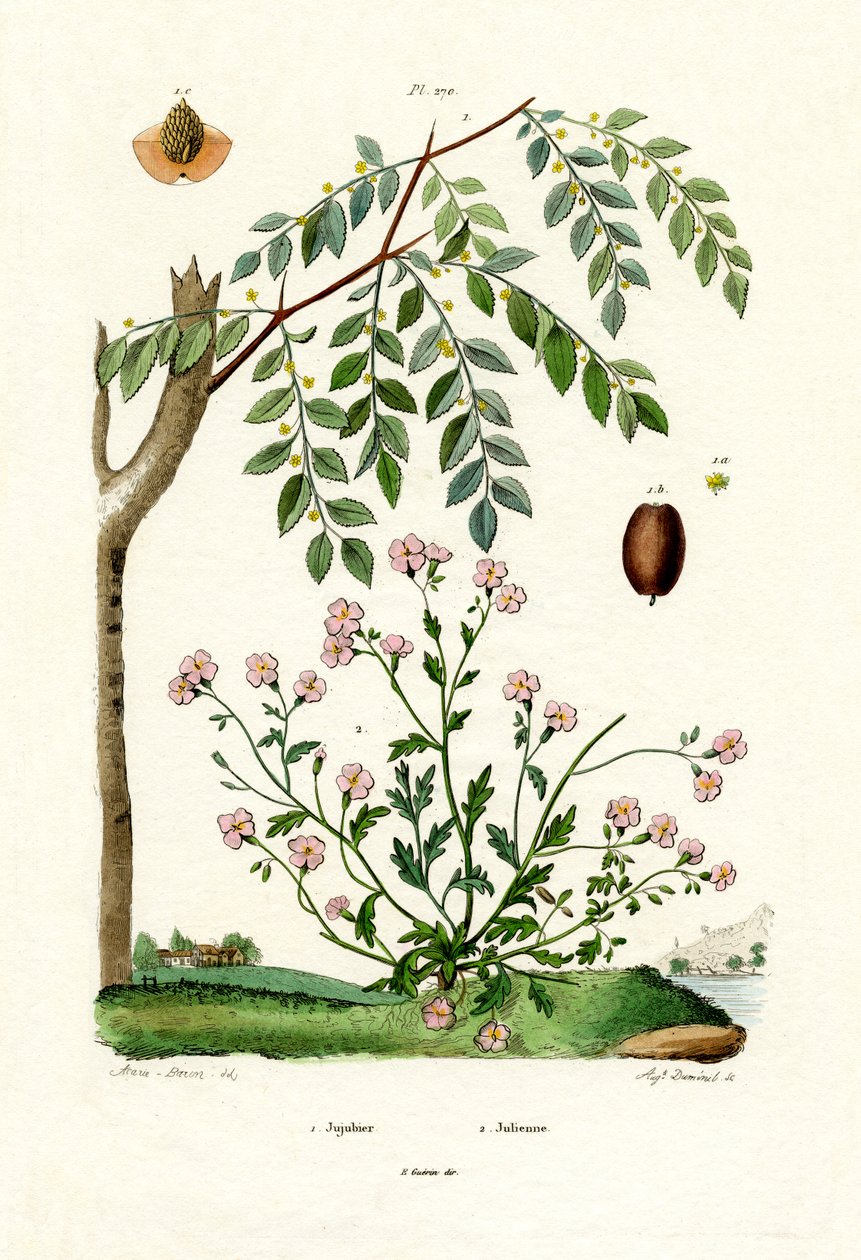 枣，1833-39 作者 法语学校
