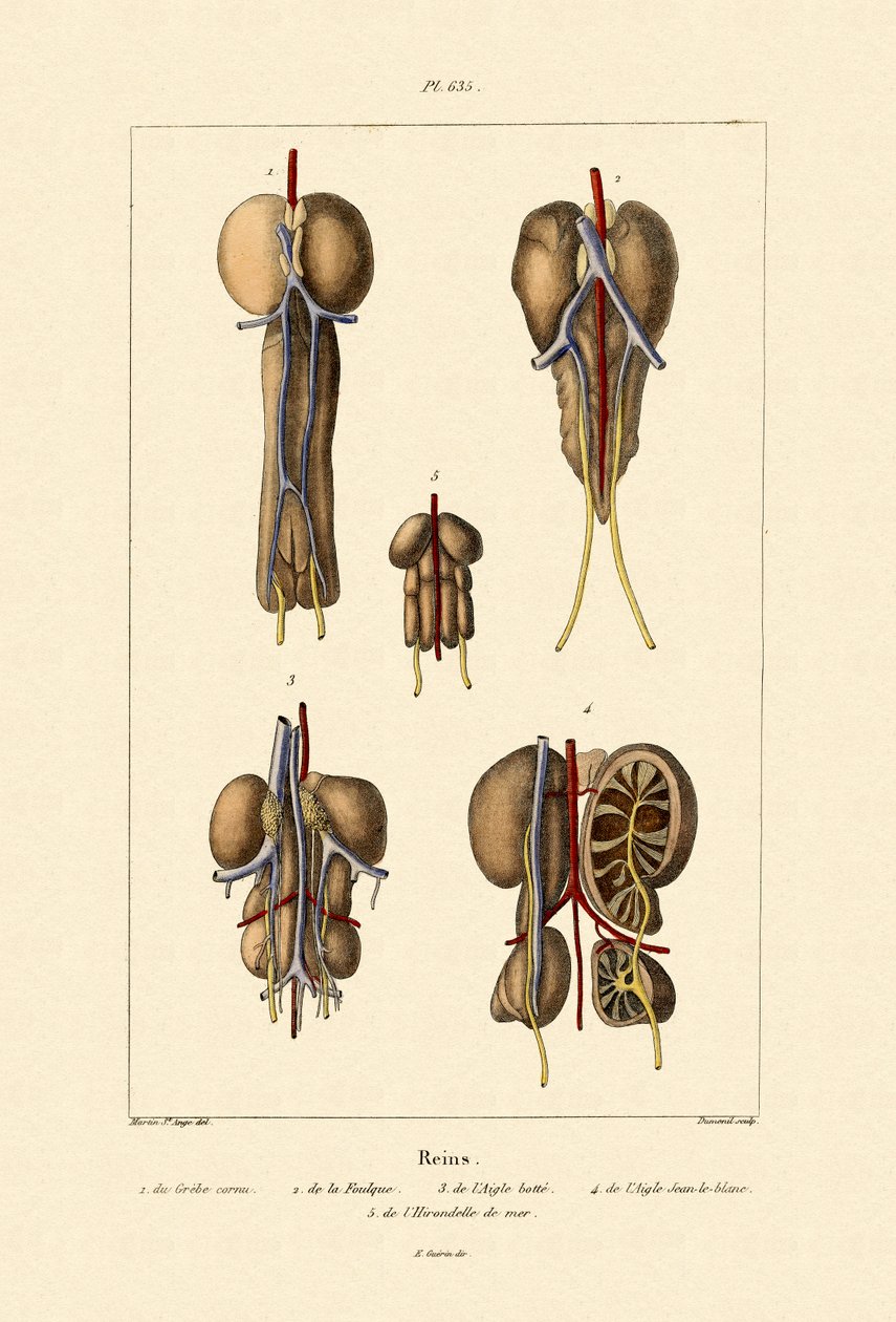 肾脏，1833-39 作者 法语学校