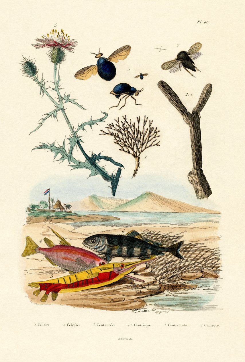 Knappweed，1833-39 作者 法语学校