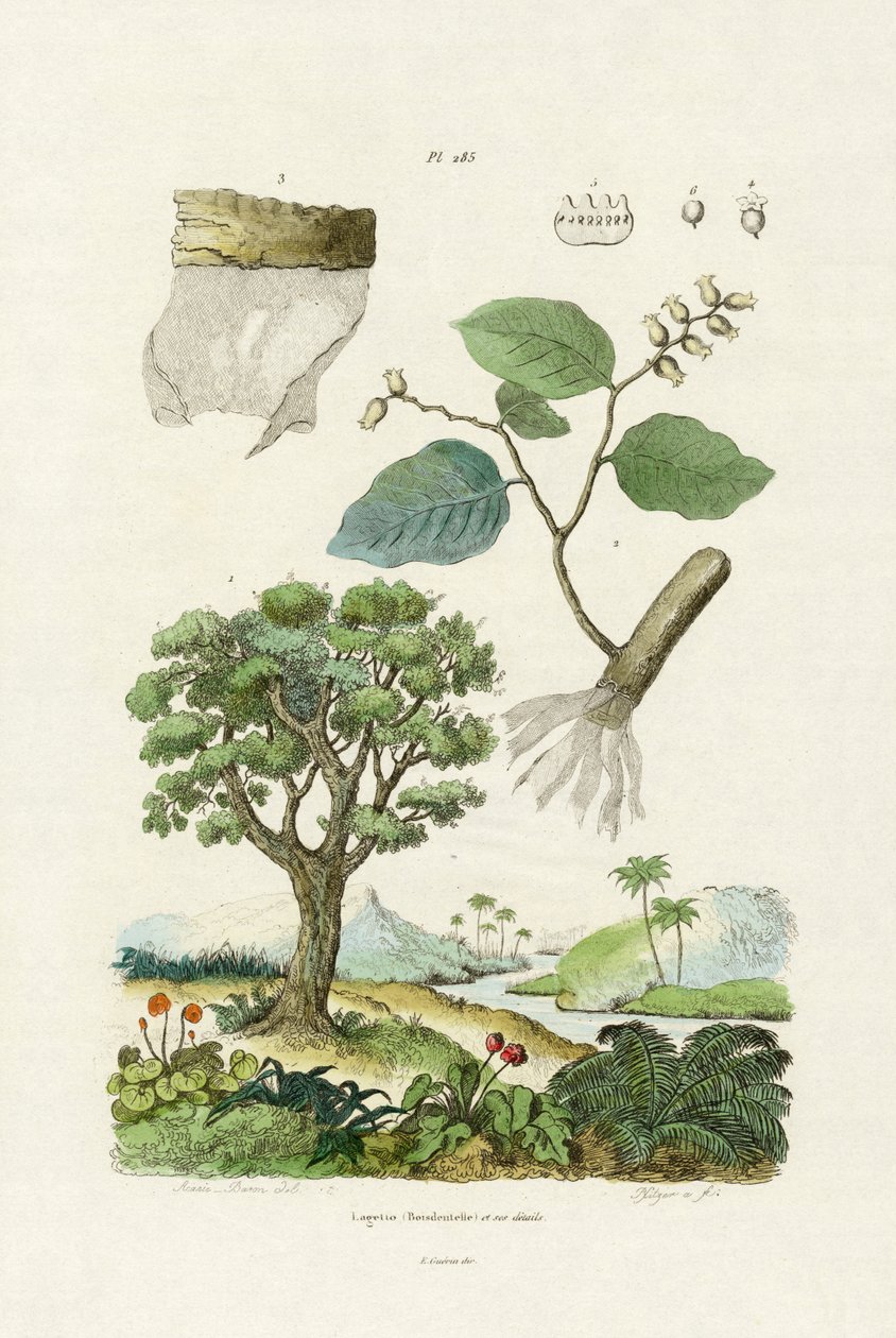 Lacebark Tree，1833-39 作者 法语学校