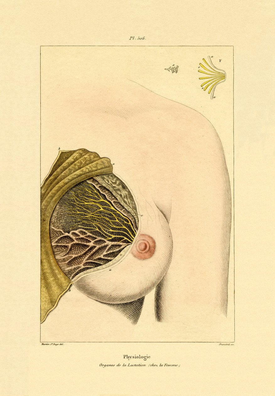 哺乳期，1833-39 作者 法语学校