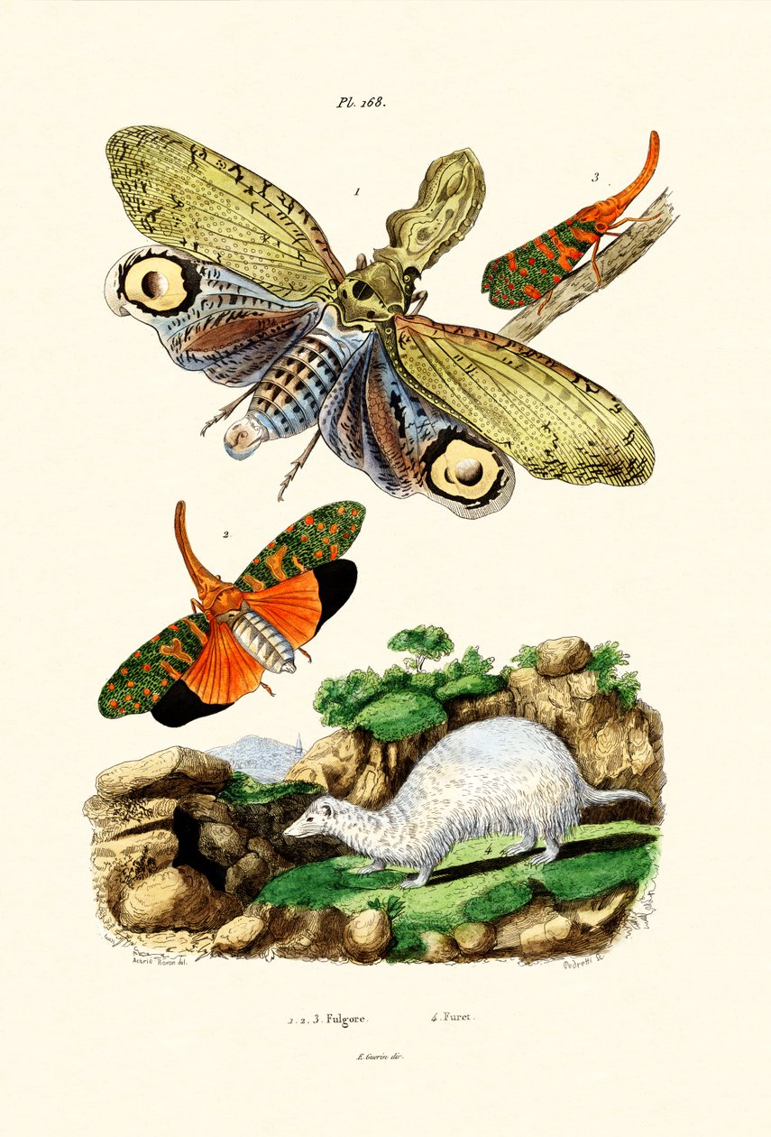 Lanternfly，1833-39 作者 法语学校