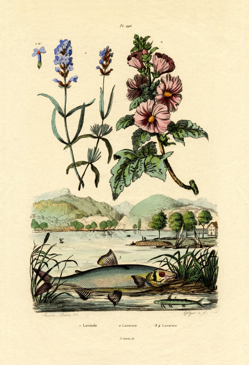 薰衣草，1833-39 作者 法语学校