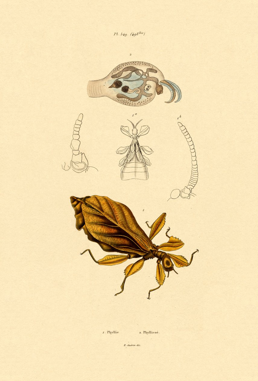 叶虫，1833-39 作者 法语学校
