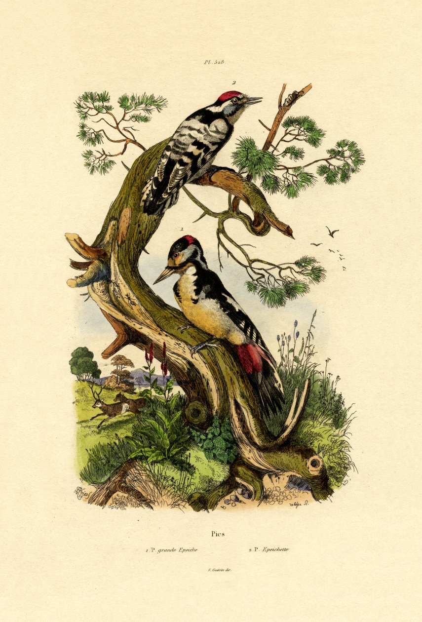 小斑啄木鸟，1833-39 作者 法语学校