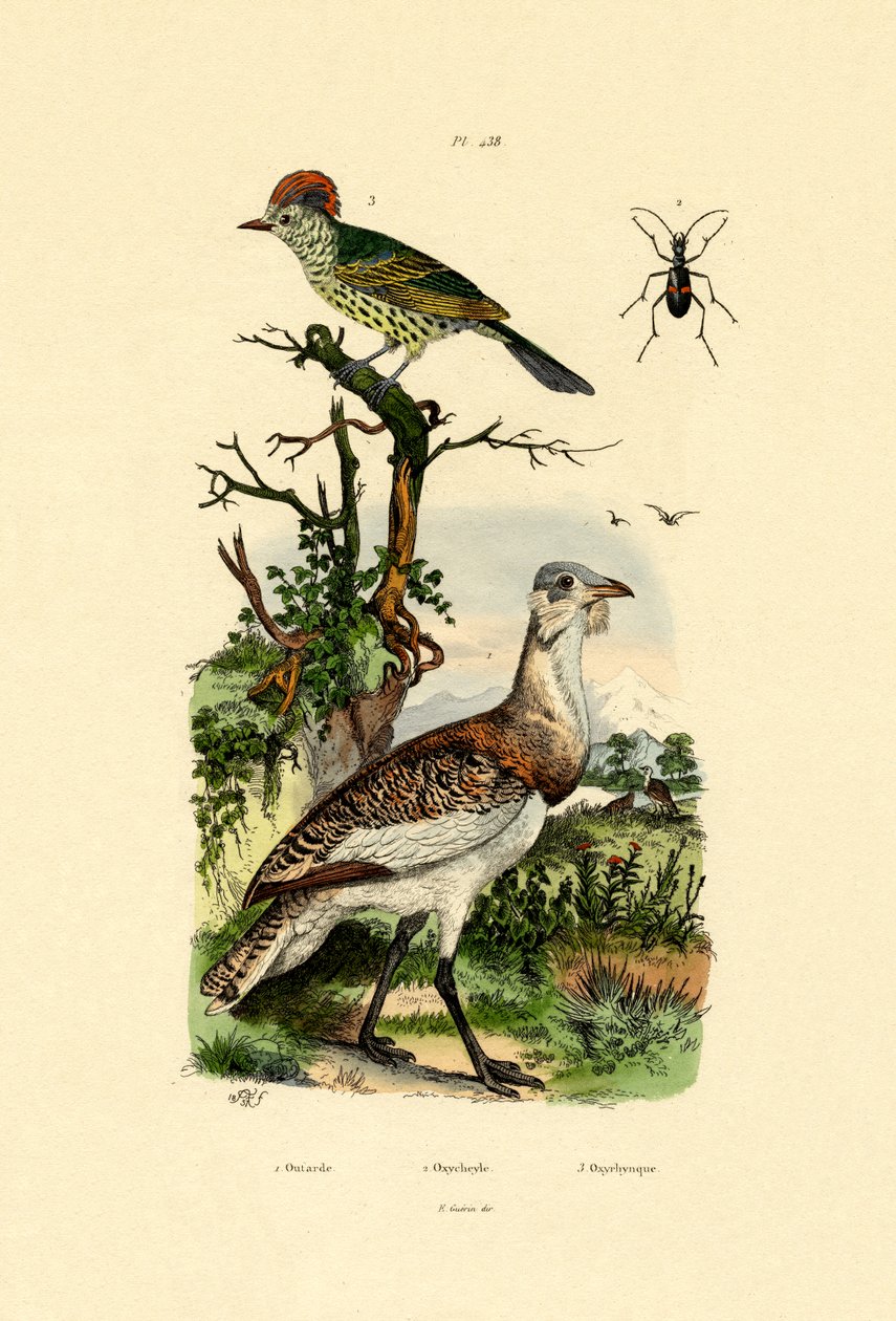 Little Bustard，1833-39 作者 法语学校