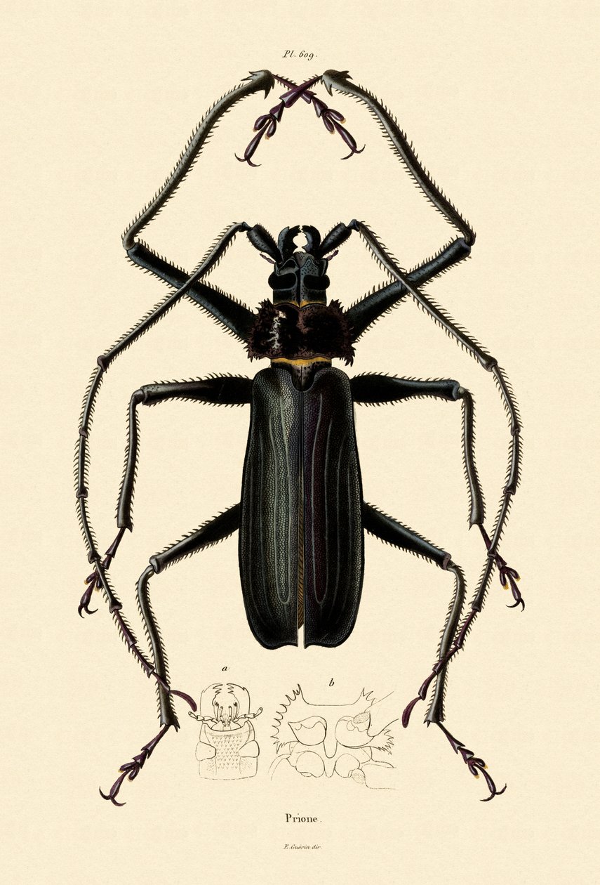 长角甲虫，1833-39 作者 法语学校