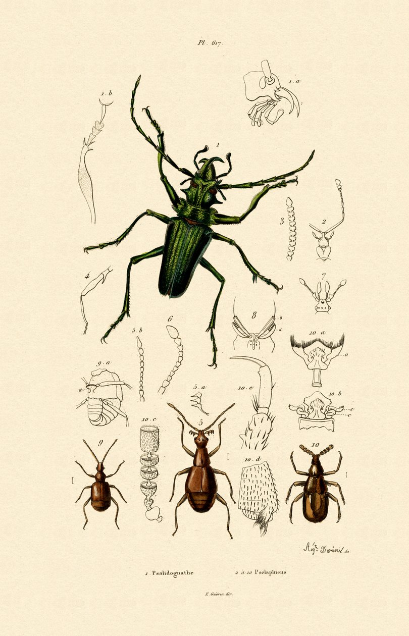 长角甲虫，1833-39 作者 法语学校